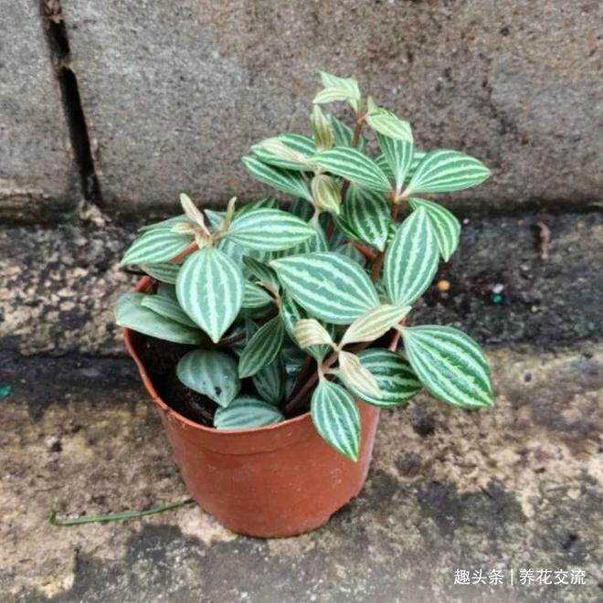 含笑花扦插示范图:详解繁殖技巧